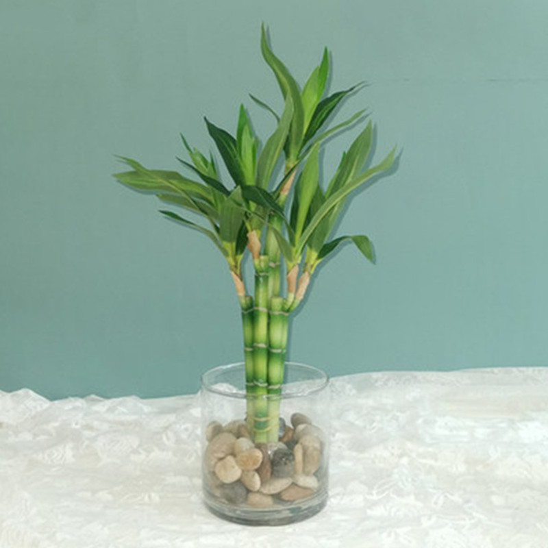Aquarium Marine Tank - Nuevo 40cm rFtificial Lucky Bamboo suculenta